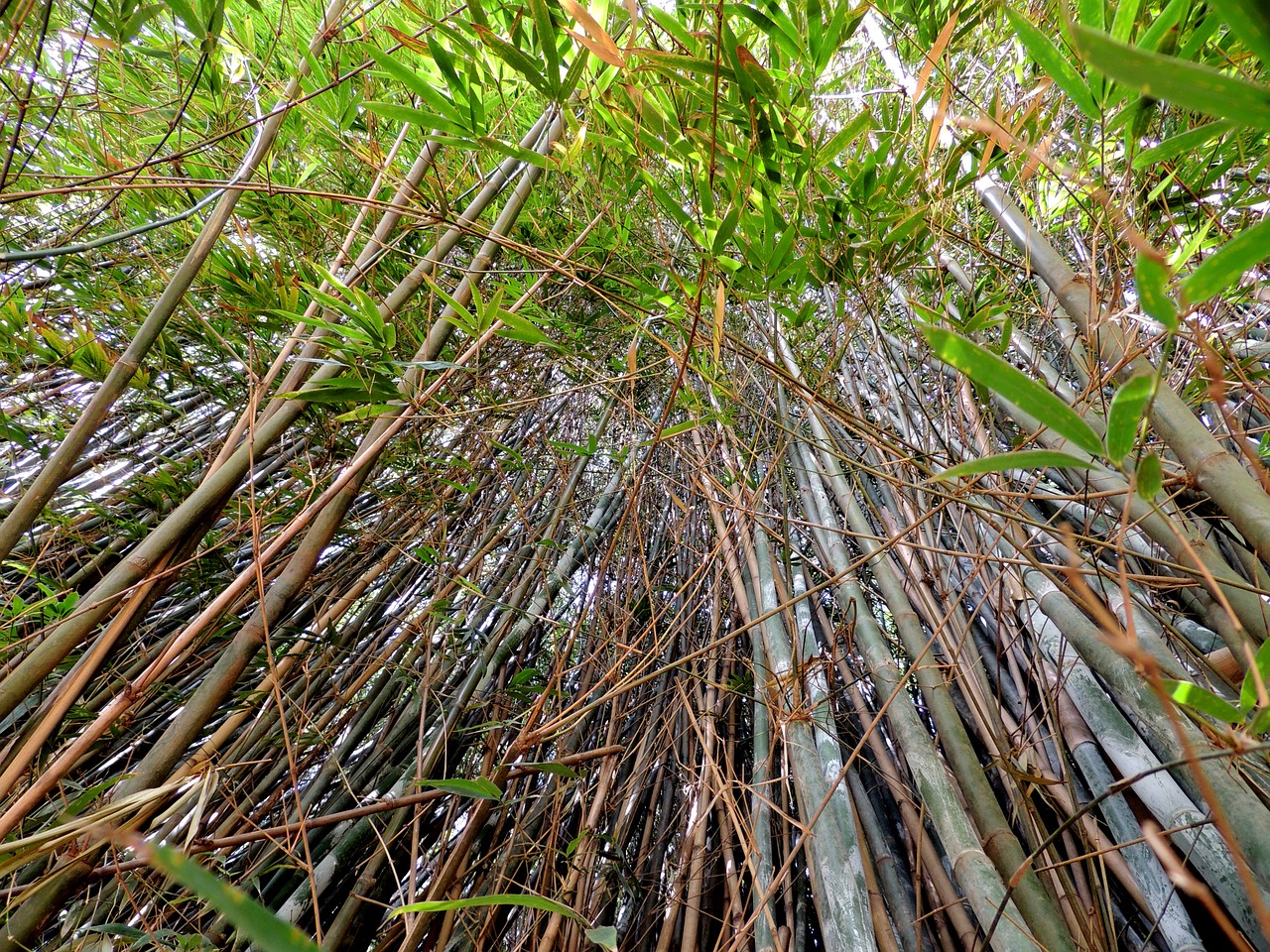 探寻丰收的韵律，新大米上市时间与季节变迁揭秘