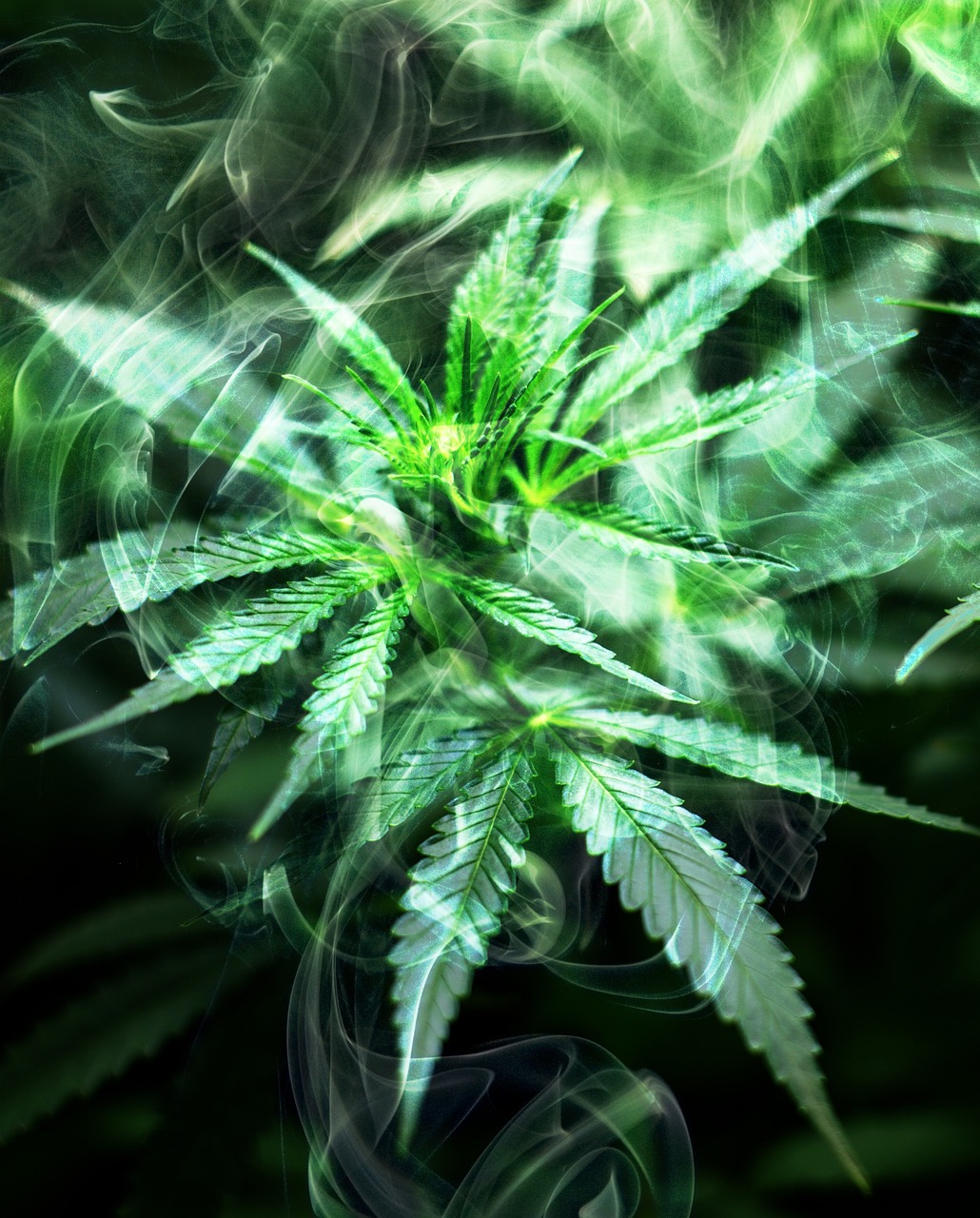 一码中精准一码免费中特澳门/大米算植物/经典版SSVIP47.197